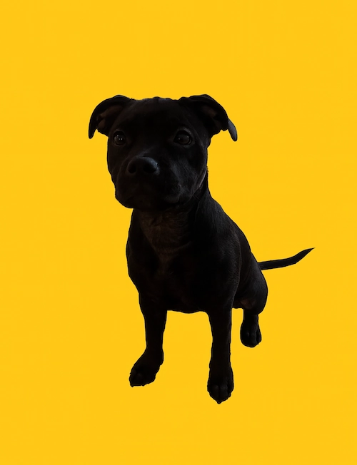 Hunden Maja